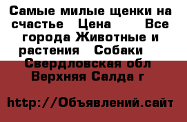 Самые милые щенки на счастье › Цена ­ 1 - Все города Животные и растения » Собаки   . Свердловская обл.,Верхняя Салда г.